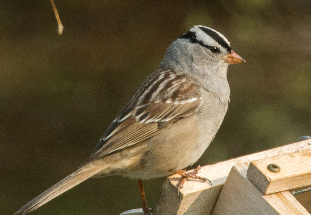 Gambel's White-crowned Sparrow from 191 Fish Hatchery Road Dorion ...