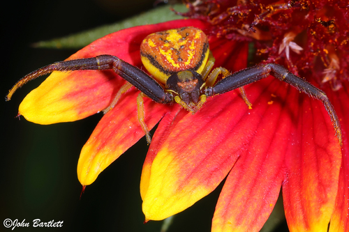 Mecaphesa dubia