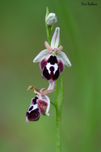 Ophrys reinholdii
