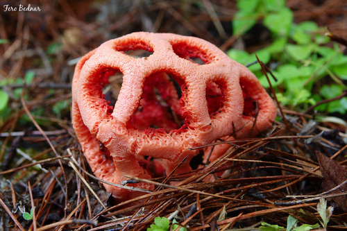 Clathrus ruber