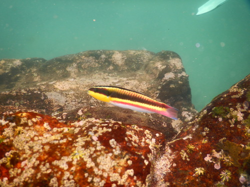 Cortez Rainbow Wrasse