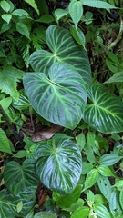 Philodendron verrucosum image