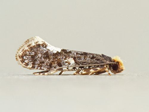 White-blotched Monopis Moth