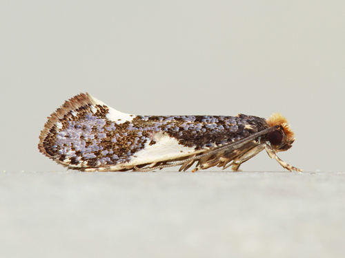 Monopis spilotella (Tengström, 1848)