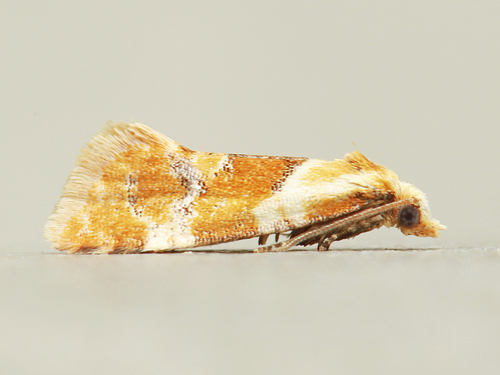 Phalonidia ontariana