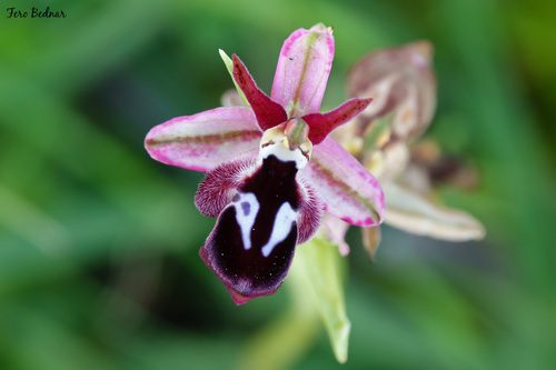 Ophrys reinholdii