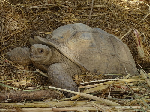 African Spurred Tortoise
