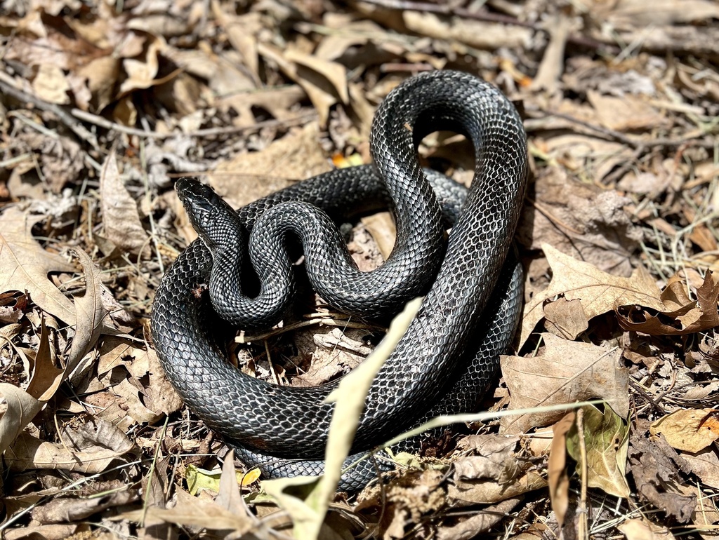 Eastern/Gray Ratsnake Complex from Valencia Cir, Winston Salem, NC, US ...