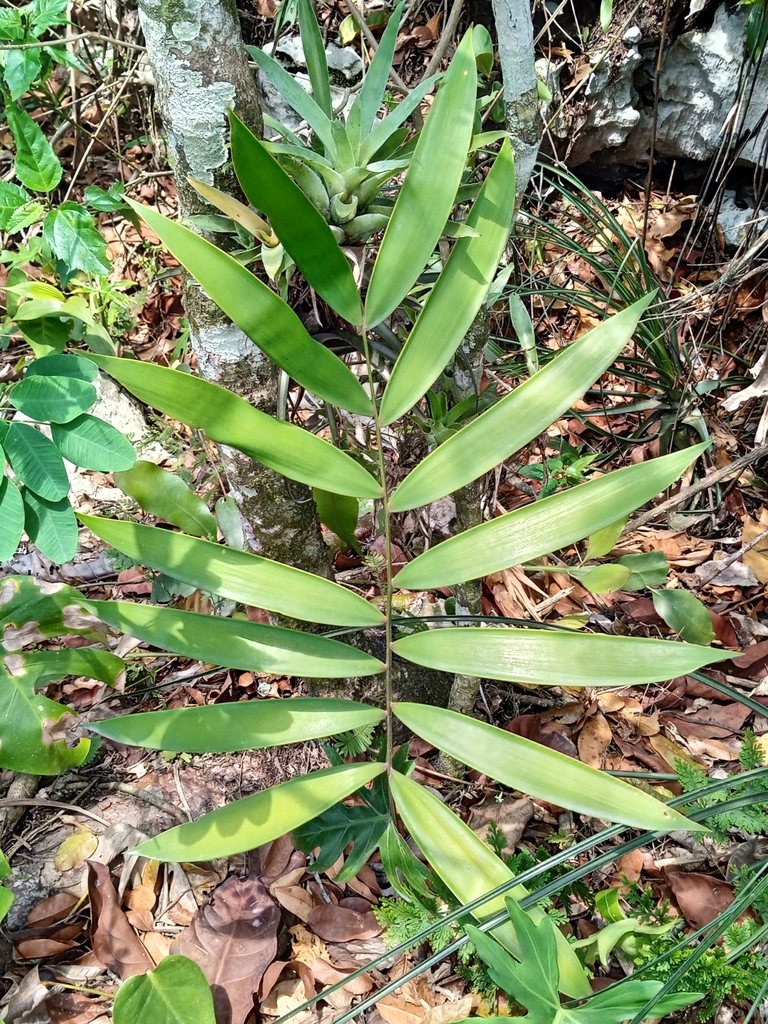 Ceratozamia decumbens in May 2023 by José Miguel Pimentel · iNaturalist