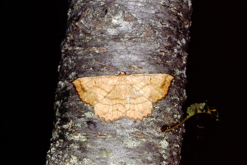 Ctenognophos grandinaria