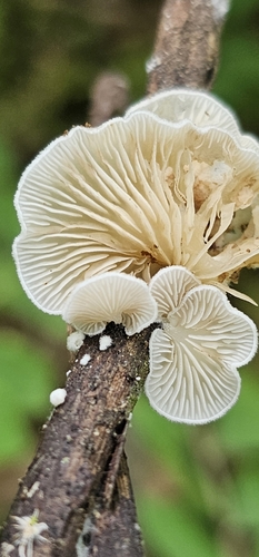 Clitopilus hobsonii