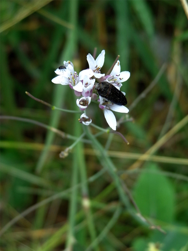 Thelypodiopsis