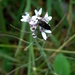 Thelypodiopsis - Photo (c) Lex García, todos los derechos reservados, subido por Lex García