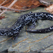 Plethodon albagula - Photo (c) Jake Scott, kaikki oikeudet pidätetään, lähettänyt Jake Scott