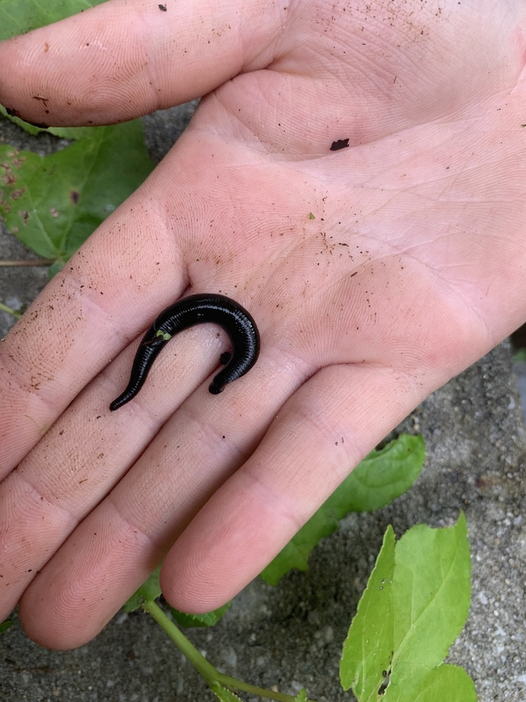 North American Medicinal Leech from Swan Lake, Melrose, FL, US on May