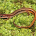 Salamandra Enana de Chamberlain - Photo (c) Jake Scott, todos los derechos reservados, subido por Jake Scott