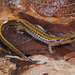 Dark-sided Salamander - Photo (c) Jake Scott, all rights reserved, uploaded by Jake Scott