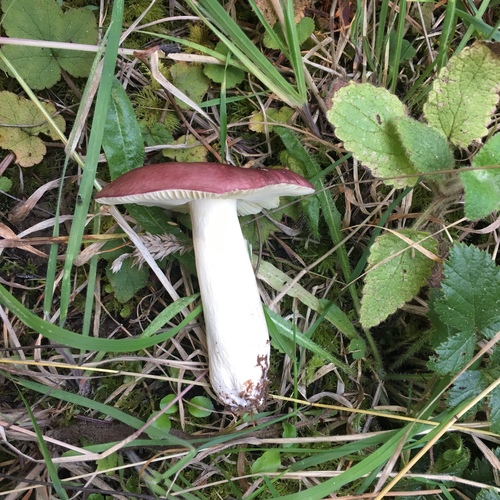 Purple Brittlegill