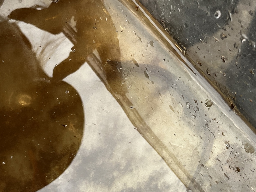 Southern Dwarf Siren from SR21, Hawthorne, FL, US on May 15, 2023 at