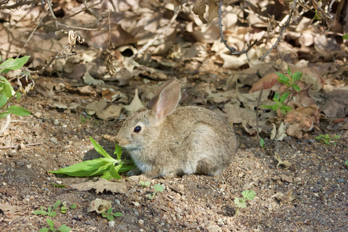 iNaturalist observation photo of Cottontail Rabbits