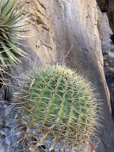 Ferocactus histrix