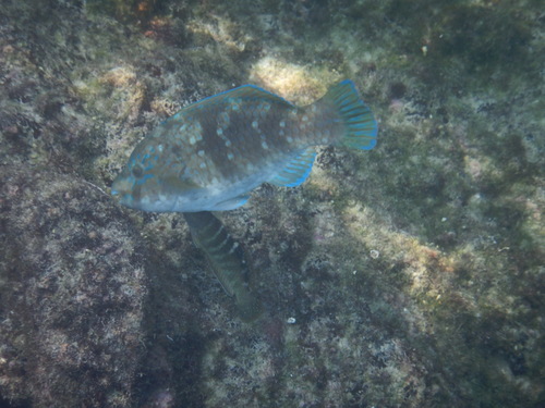 Bumphead Parrotfish