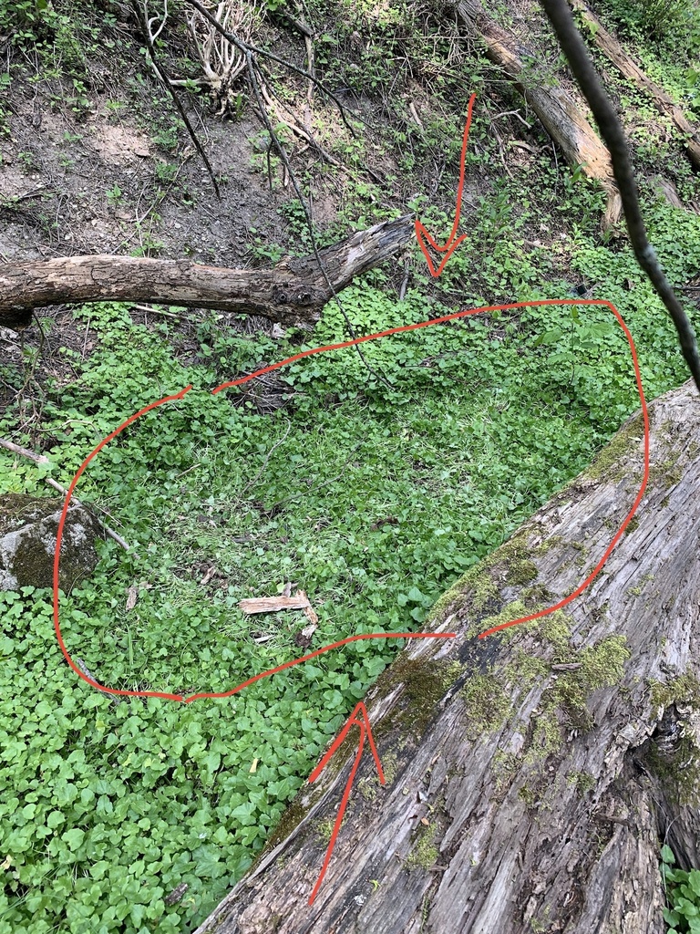 Whitetailed Deer from Bradford Pkwy, Syracuse, NY, US on May 15, 2023 at 0355 PM by Maya