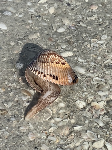 Giant Atlantic Cockle