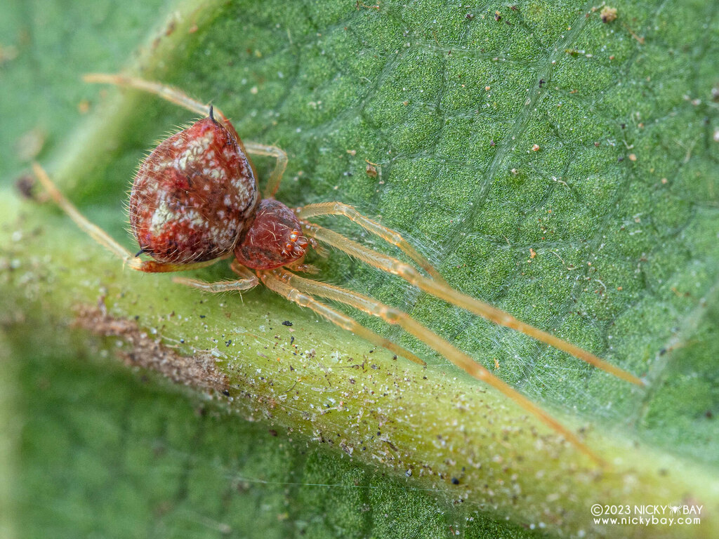 Janula from Central Water Catchment, Singapore on May 13, 2023 at 11:29 ...
