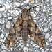 Cocytius antaeus - Photo (c) Jay L. Keller, όλα τα δικαιώματα διατηρούνται, uploaded by Jay L. Keller