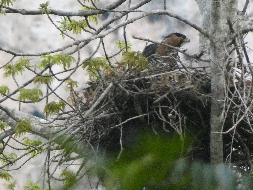 Ornate Hawk Eagle In April 2023 By Don Wellmann INaturalist   Large 