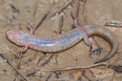 Valentine’s Southern Dusky Salamander