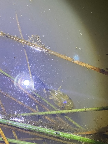 iNaturalist observation photo of Pacific chorus frog