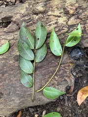 Copaifera aromatica image