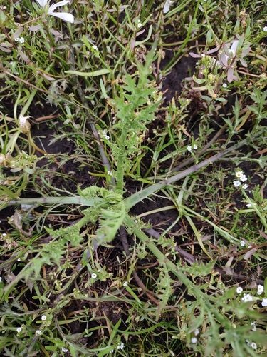 iNaturalist observation photo of Dicots