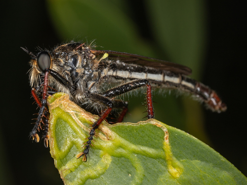 Neoscleropogon durvillei