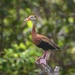 Black-bellied Whistling-Duck - Photo (c) Enrique Giron, all rights reserved, uploaded by Enrique Giron