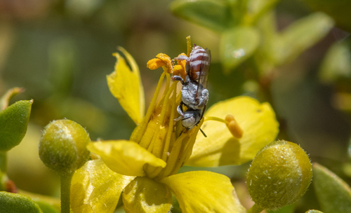 Townsendiella pulchra