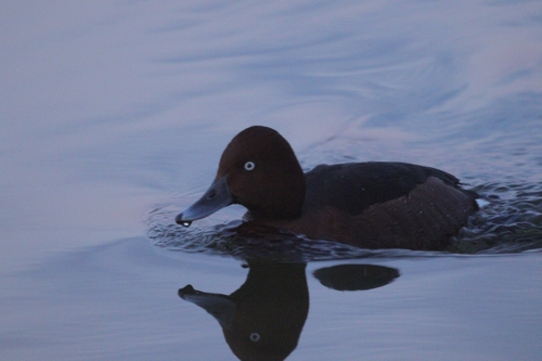 Ferruginous Duck