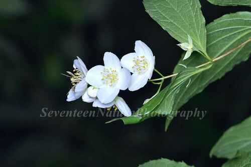 Philadelphus sericanthus