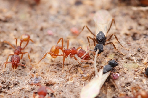 瘤胸蚁属Dacatria