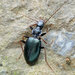 Xestagonum - Photo (c) 豆豆, all rights reserved, uploaded by 豆豆