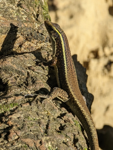 Madagascar Girdled Lizard