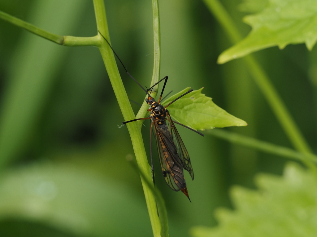 Nephrotoma pratensis from 05-090 Falenty, Polska on May 16, 2023 at 07: ...