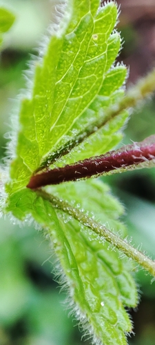 Paprastoji veronika nuotrauka