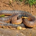 Levant Rat Snake - Photo (c) Rami Khashab, all rights reserved, uploaded by Rami Khashab