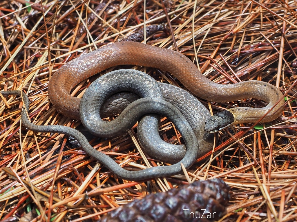 Collared Black-headed Snake from National Kandawgyi Gardens on May 11 ...