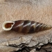 Formosanella bensoni - Photo 由 JORDINATURA_SHELLS 所上傳的 (c) JORDINATURA_SHELLS，保留所有權利