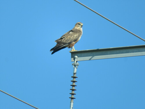 Steppe Buzzard