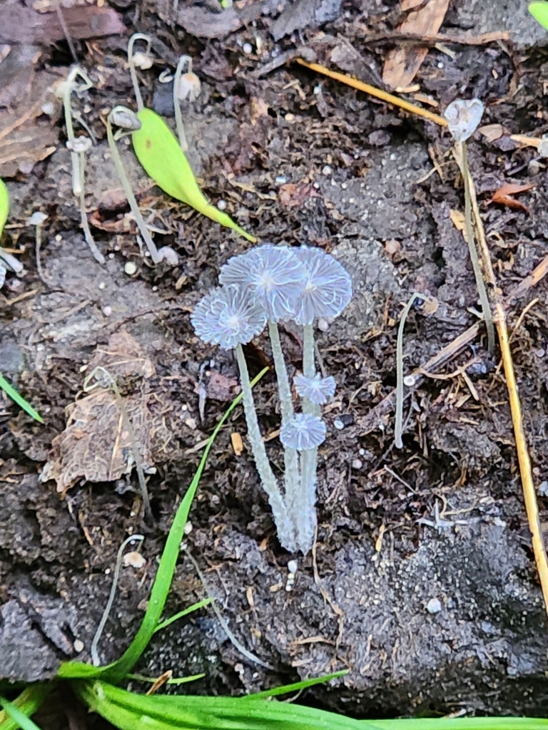 Psathyrellaceae in May 2023 by Nicholas Jackson · iNaturalist